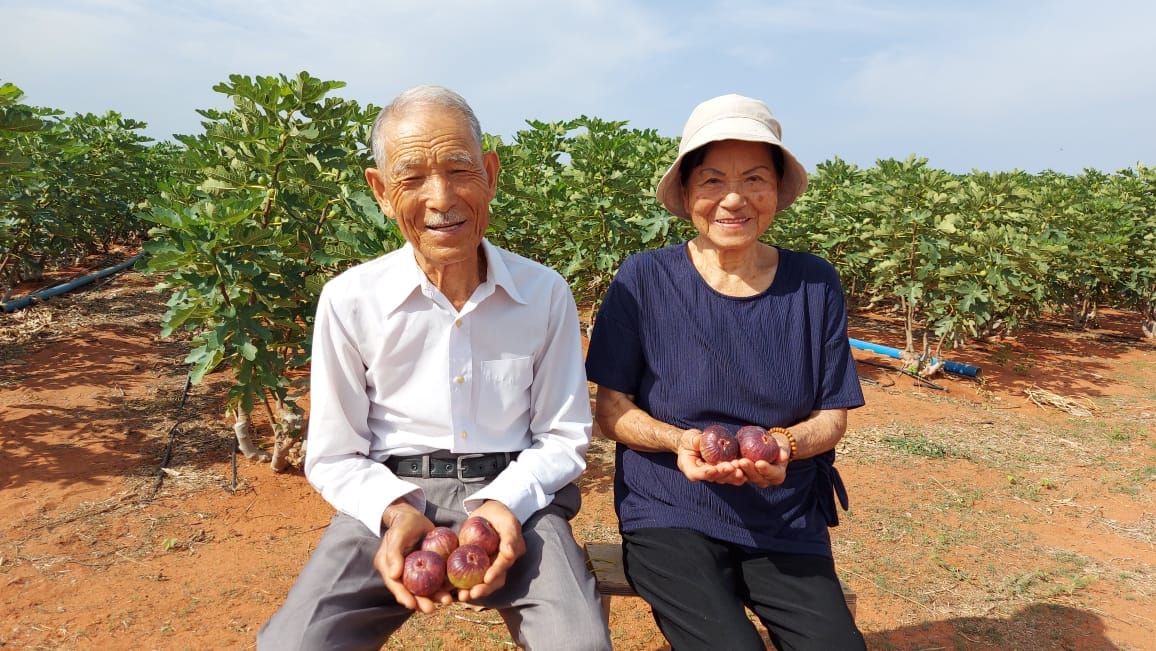 Família Kimura cultivando figo no sertão cearense