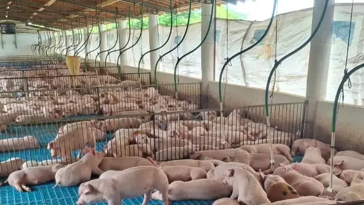Produtor rural observa estrutura de granja suinícola no Ceará