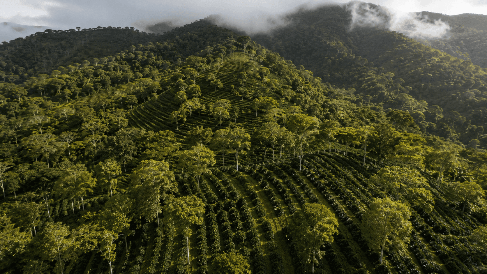 lantação de café sombreada na Serra de Baturité, Ceará, com mata nativa ao redor.