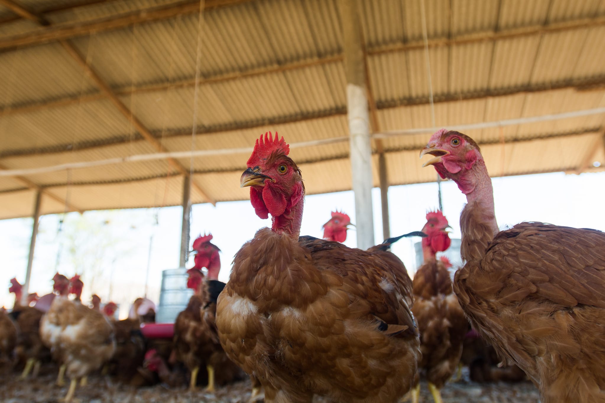 Conheça a COAF e a força da agricultura familiar em Itapipoca