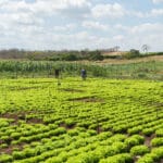Conheça a Coopersul: Agricultura familiar ganha força com capacitação e acesso a novos mercados no Cariri