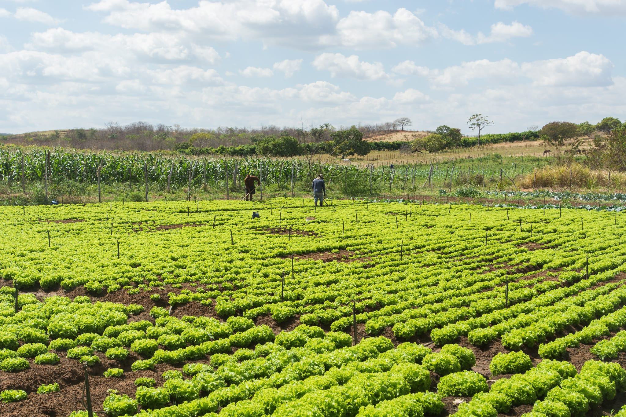 Conheça a Coopersul: Agricultura familiar ganha força com capacitação e acesso a novos mercados no Cariri