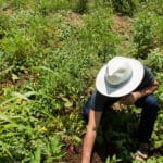 Conheça a Coopersul: Agricultura familiar ganha força com capacitação e acesso a novos mercados no Cariri