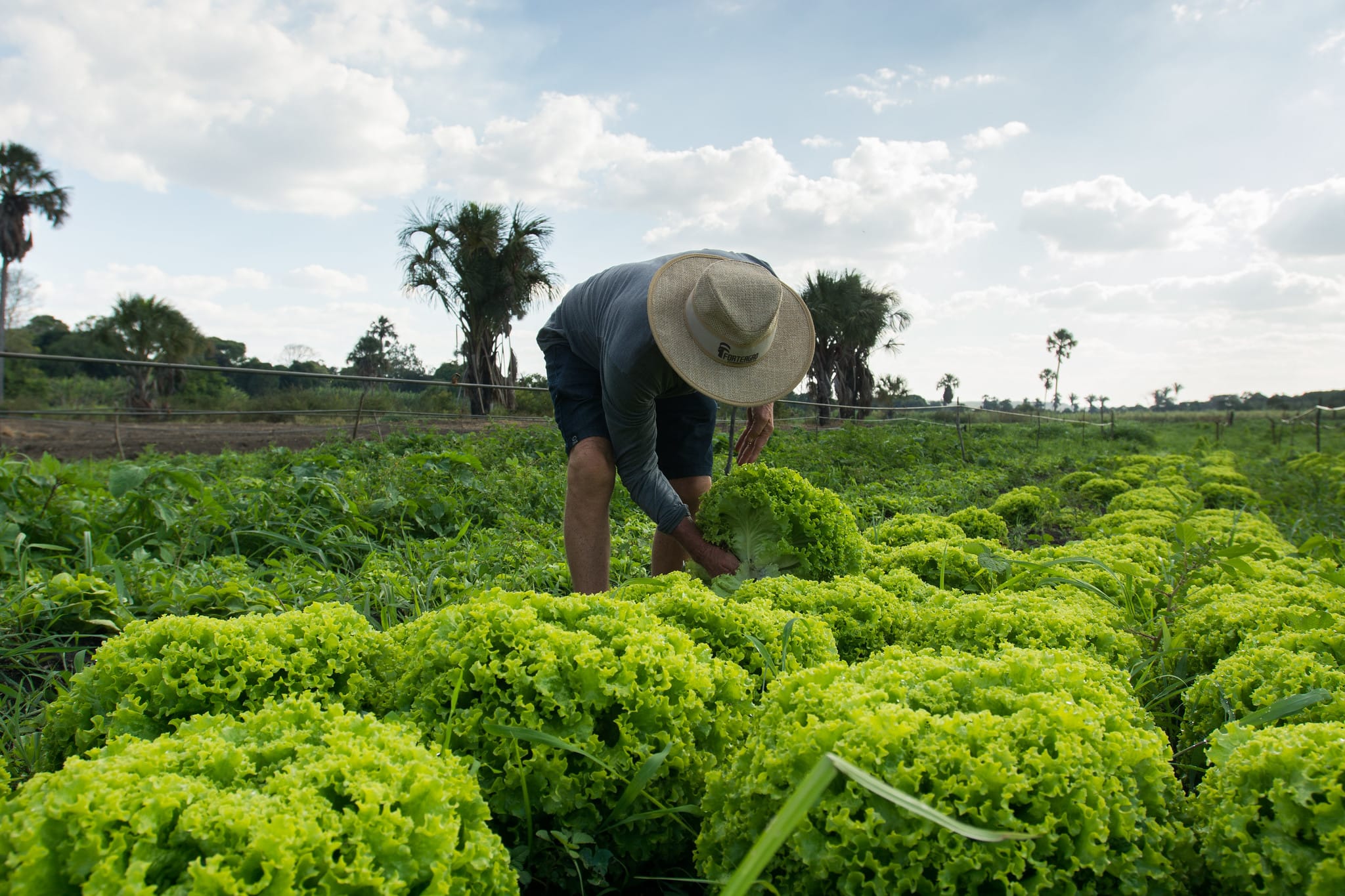 Conheça a Copazel: da agricultura familiar a novos mercados