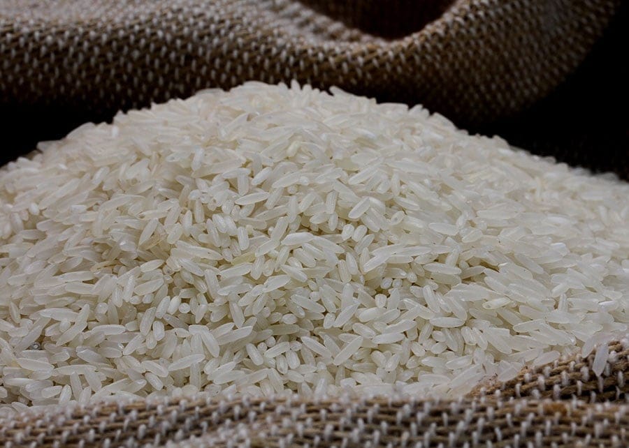 Lavoura irrigada de arroz sob o sol da manhã durante a fase de colheita